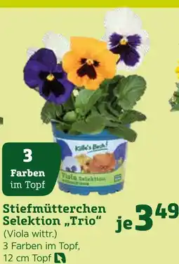 Pflanzen Kölle Stiefmütterchen selektion trio Angebot