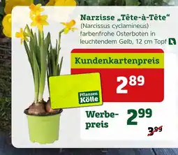 Pflanzen Kölle Narzisse „tête-à-tête“ Angebot