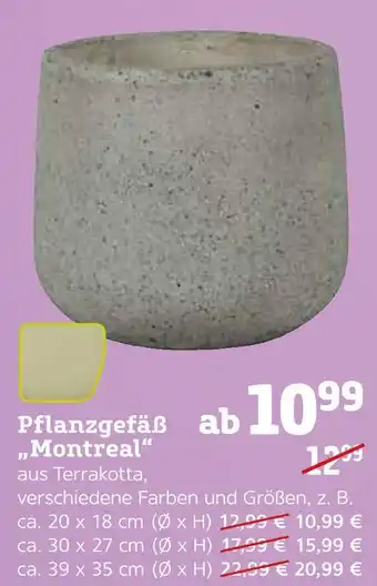 Pflanzen Kölle Pflanzgefäß „montreal“ Angebot