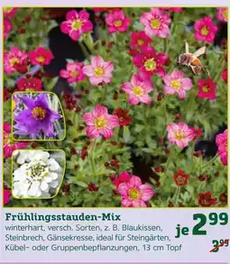 Pflanzen Kölle Frühlingsstauden-mix Angebot