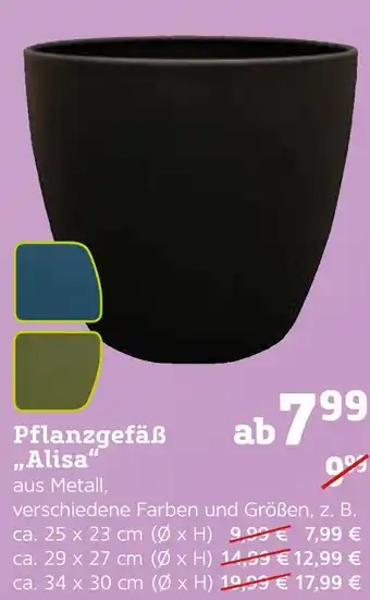 Pflanzen Kölle Pflanzgefäß „alisa“ Angebot