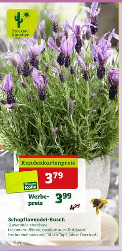 Pflanzen Kölle Schopflavendel-busch Angebot