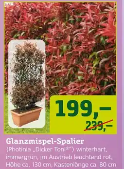 Pflanzen Kölle Glanzmispel-spalier Angebot