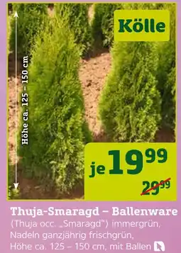 Pflanzen Kölle Kölle thuja-smaragd – ballenware Angebot