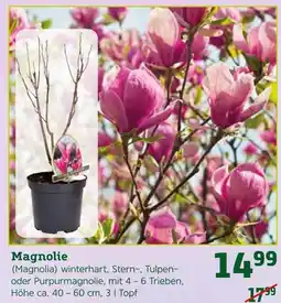 Pflanzen Kölle Magnolie Angebot