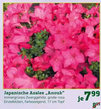 Pflanzen Kölle Japanische azalee „anouk“ Angebot