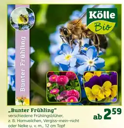 Pflanzen Kölle „bunter frühling“ Angebot