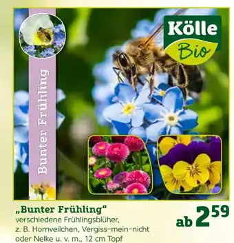 Pflanzen Kölle „bunter frühling“ Angebot