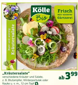 Pflanzen Kölle Kölle „kräutersalate“ Angebot