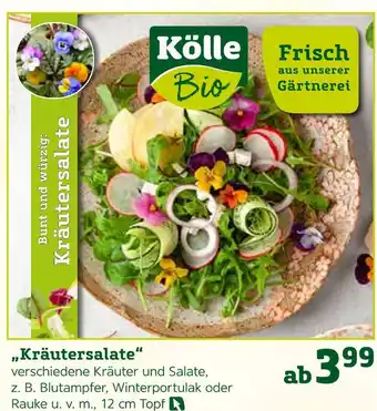 Pflanzen Kölle Kölle „kräutersalate“ Angebot