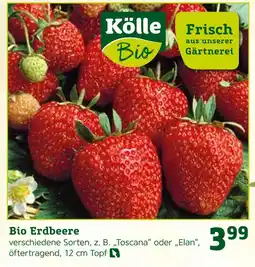 Pflanzen Kölle Kölle bio bio erdbeere Angebot