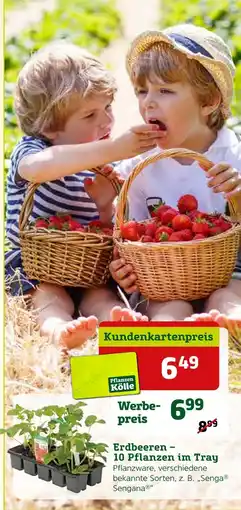 Pflanzen Kölle Erdbeeren – 10 pflanzen im tray Angebot