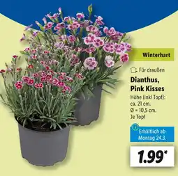 Lidl Winterhart dianthus, pink kisses Angebot