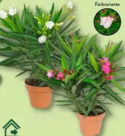 Aldi Nord Gardenline Oleander-Busch Angebot