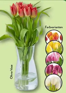 Aldi Nord Gardenline Tulpen Angebot