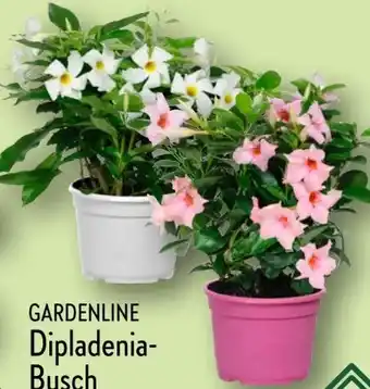 Aldi Nord Gardenline Dipladenia-Busch Angebot