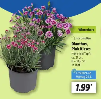 Lidl Dianthus, Pink Kisses Angebot