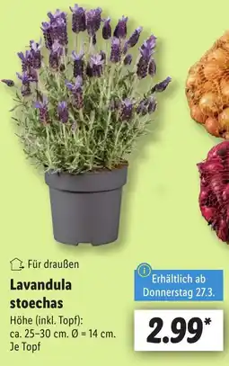 Lidl Lavandula stoechas Angebot