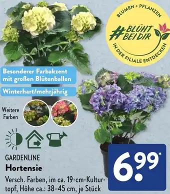 Aldi Süd GARDENLINE Hortensie Angebot