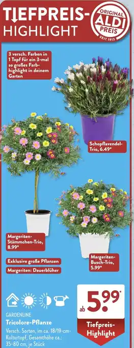 Aldi Süd GARDENLINE Tricolore-Pflanze Angebot