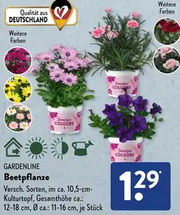 Aldi Süd GARDENLINE Beetpflanze Angebot