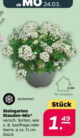 NETTO Steingarten stauden-mix Angebot