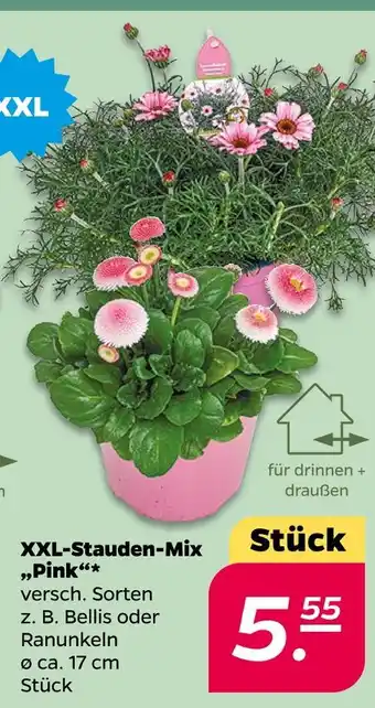 NETTO Xxl-stauden-mix pink Angebot