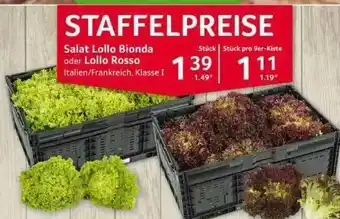 Selgros Salat Lollo Bionda Oder Lollo Rosso Angebot