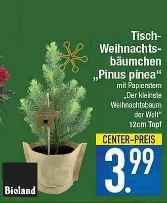 E-Center Bioland Tisch-weihnachtsbäumchen „pinus Pinea“ Angebot