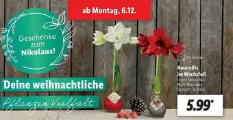 Lidl Amaryllis Im Wachsfuß Angebot