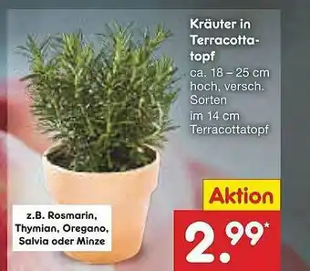 Netto Marken-Discount Kräuter In Terracotta-topf Angebot