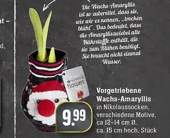 Edeka Vorgetriebene Wachs-amaryllis Angebot