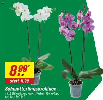 toom Baumarkt Schmetterlingsorchidee Angebot