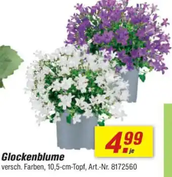 toom Baumarkt Glockenblume Angebot