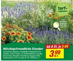 toom Baumarkt Nützlingsfreundliche Stauden Angebot