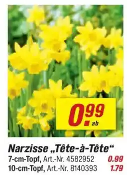 toom Baumarkt Narzisse,,Tête-à-tête" Angebot