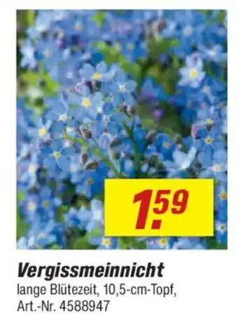 toom Baumarkt Vergissmeinnicht Angebot