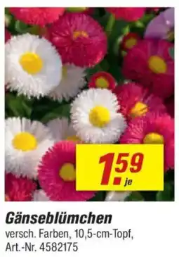 toom Baumarkt Gänseblümchen Angebot