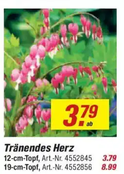 toom Baumarkt Tränendes Herz Angebot