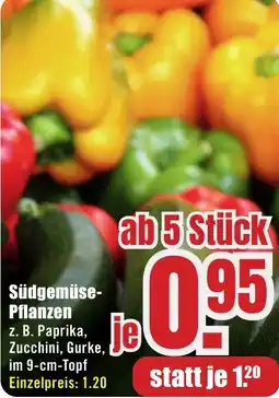 B1 Discount Baumarkt Südgemüse Pflanzen Angebot