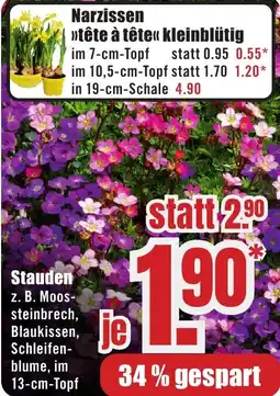 B1 Discount Baumarkt Stauden Angebot