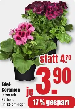 B1 Discount Baumarkt Edel Geranien Angebot