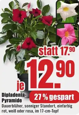 B1 Discount Baumarkt Dipladenia Pyramide Angebot