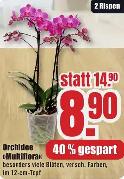 B1 Discount Baumarkt Orchidee Multiflora Angebot