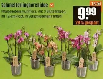 V Baumarkt Schmetterlingsorchidee Angebot