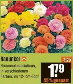 V Baumarkt Ranunkel Angebot