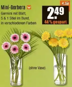 V Baumarkt Mini-Gerbera Angebot