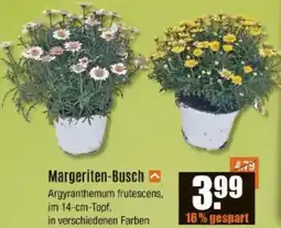 V Baumarkt Margeriten-Busch Angebot