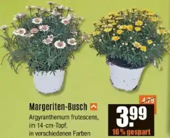 V Baumarkt Margeriten-Busch Angebot