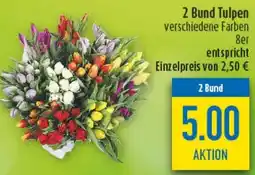 diska Tulpen Angebot